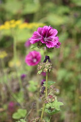 Blume im Sonnenlicht