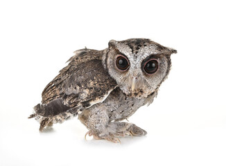 Fototapeta premium Owl isolated on a white background