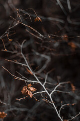 dry branch of a tree