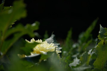 Light Cream Flower of Dahlia in Full Bloom
