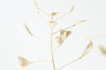 One stick with heart shape dry little flowers isolated on light background nature romantic macro wallpaper