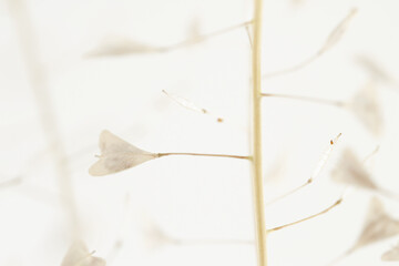 Light beige color heart shape small flowers macro romantic wedding wallpaper