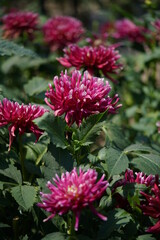 Red Flower of Dahlia in Full Bloom
