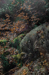 autumn forest stream