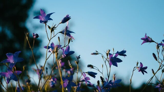 Kwitnący Dzwonek rozpierzchły (Campanula patula L.) na leśnej polanie