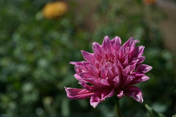 Light Purple Flower of Dahlia in Full Bloom
