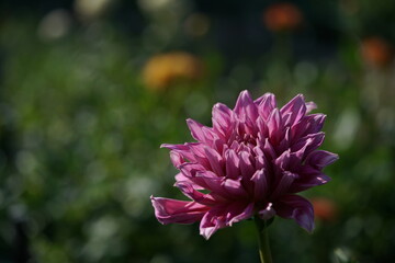 Light Purple Flower of Dahlia in Full Bloom
