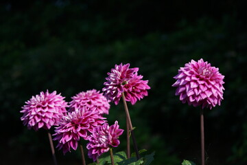 Light Purple Flower of Dahlia in Full Bloom
