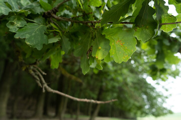 Green leaves on a tree