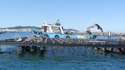 Barco pesquero mejillonero  trabajando en la batea donde se cultiva el mejillón en la ría de...