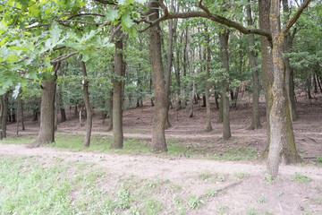 Trees in the forest In Romania in summer
