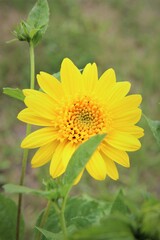 Sonnenblumenstaude, Sonnenblumenbusch die modernen Sonnenblumen
