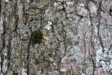 Vom Kastanienbaum die Rinde in Großaufnahme