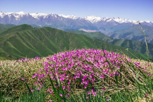 Berganemone Bilder Durchsuchen 3,523 Archivfotos, und