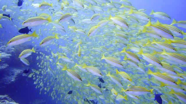 Yellow striped snappers in  Maldives 