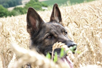 Deutscher Schäferhund Portrait sitzt im Weizenfeld Hund Ernte Hundefutter mit oder ohne Weizen