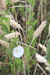 Weizenfeld mit viel Unkraut befallen, Weizenähren Spritzmittel