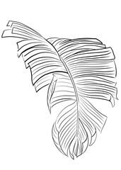 Tropical palm leaf drawn by line set on white background, coloring book