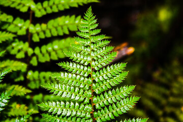 green fern leaves
