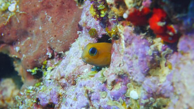 Blenny fish hiding on the reef in maldives