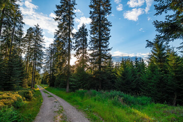Fototapeta na wymiar A hiking path in the national park Black Forest in Germany, Kniebis / Freudenstadt