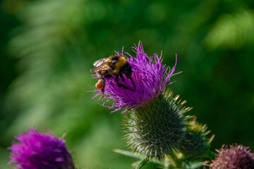 A bee on a pink flower (thistle) in a closeup view