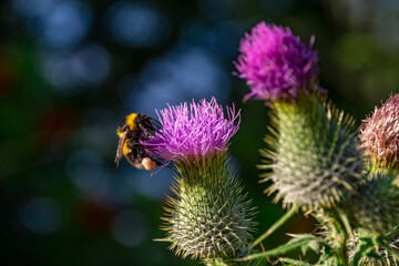 A bee on a pink flower (thistle) in a closeup view