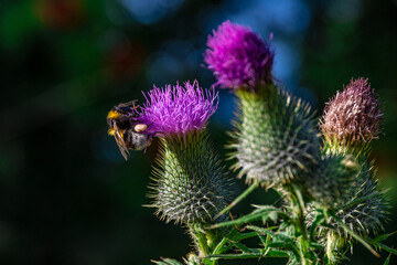 A bee on a pink flower (thistle) in a closeup view