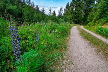A hiking path in the national park Black Forest in Germany, Kniebis / Freudenstadt