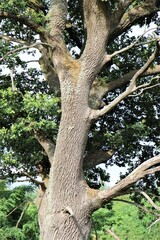 Alte Deutsche Eiche Eichenbaum zum Teil abgestorben kahl