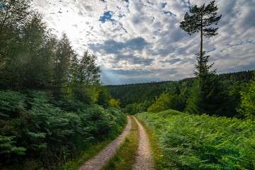 Fototapeta na wymiar A hiking path in the national park Black Forest in Germany, Kniebis / Freudenstadt