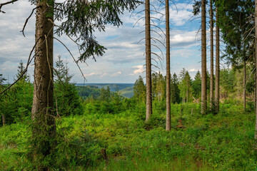 A view onto the mounains between the trees in the national park Black Forest, Germany, Kniebis / Freudenstadt