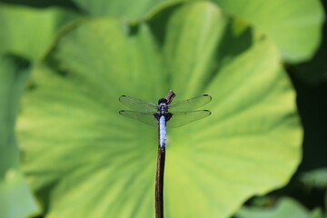 ハスの葉を背景にして、棒の先端にとまるシオカラトンボ