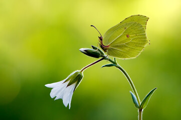 Gonepteryx rhamni is a diurnal butterfly from the Pieridae family on a white flower.