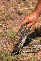 catching the snake