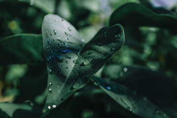 beautiful leaves with morning dew