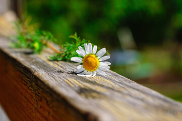 chamomile flower on a wooden crossbar