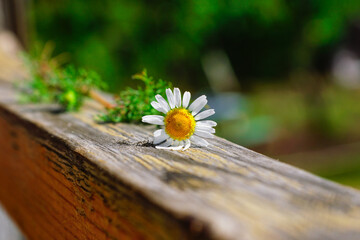 chamomile flower on a wooden crossbar