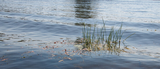 Small island of reeds in the river, big water, ripples on the water