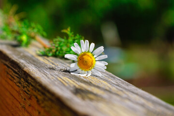chamomile flower on a wooden crossbar