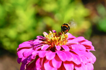 a bumblebee flies to pollinate a flower