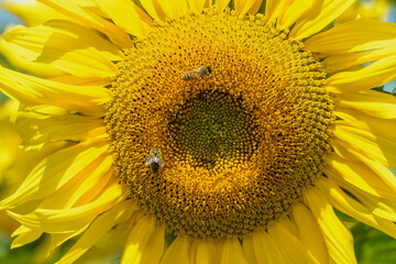 Sunflower flowers in a cultivated field