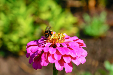 a bumblebee flies to pollinate a flower