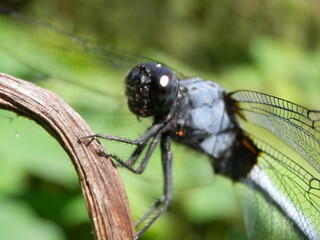 棒の曲がった部分にとまるシオカラトンボの顔部分接写