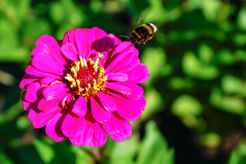 a bumblebee flies to pollinate a flower