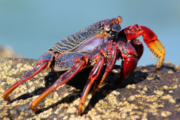 rote_Klippenkrabbe