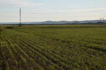 power lines in the field