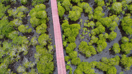 Top view of mangrove forest in Thailand.