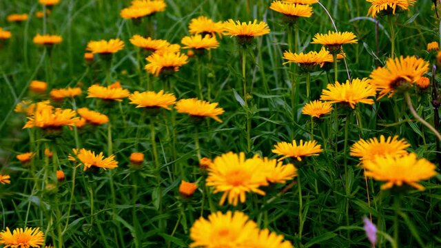 Kwitnacy Oman wąskolistny (Inula ensifolia L.) na ciepłolubnych murawach w wietrznym dniu  