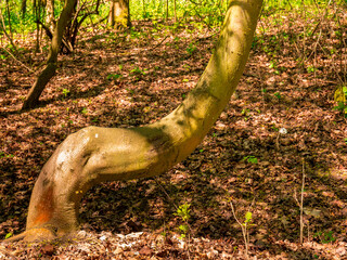 Strangely crooked tree trunk in the forest